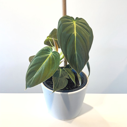 white peace lily plant 10p! Spathiphyllum/Peace Lily /Tropical main image 1