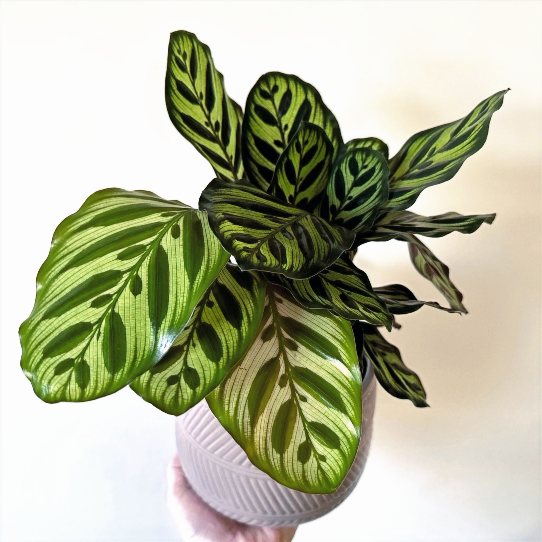 Calathea Makoyana (Peacock) 14cm