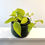 Thumbnail: Epipremnum Neon Pothos 14cm