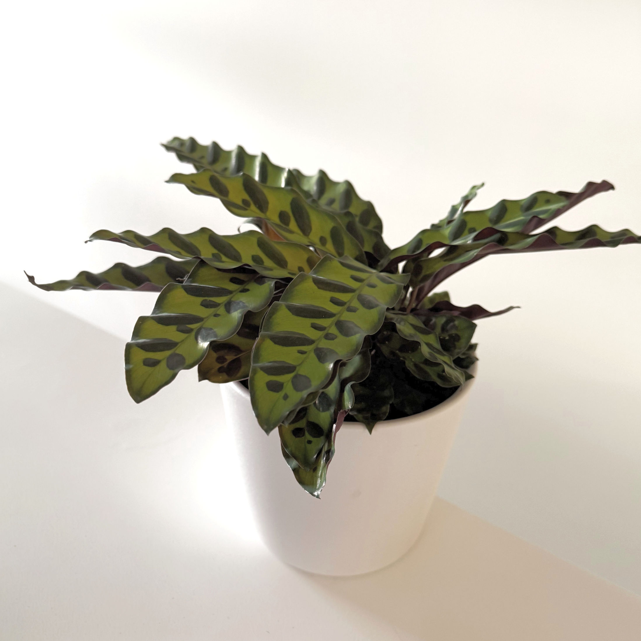 Calathea Insignis Rattlesnake 12cm