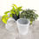 Thumbnail: Clear Nursery Pot 17cm