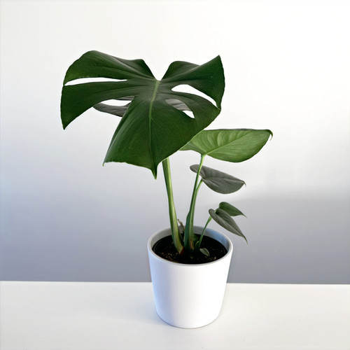 black zz plant for sale philippines ZZ Zamioculcas 'Black Queen'