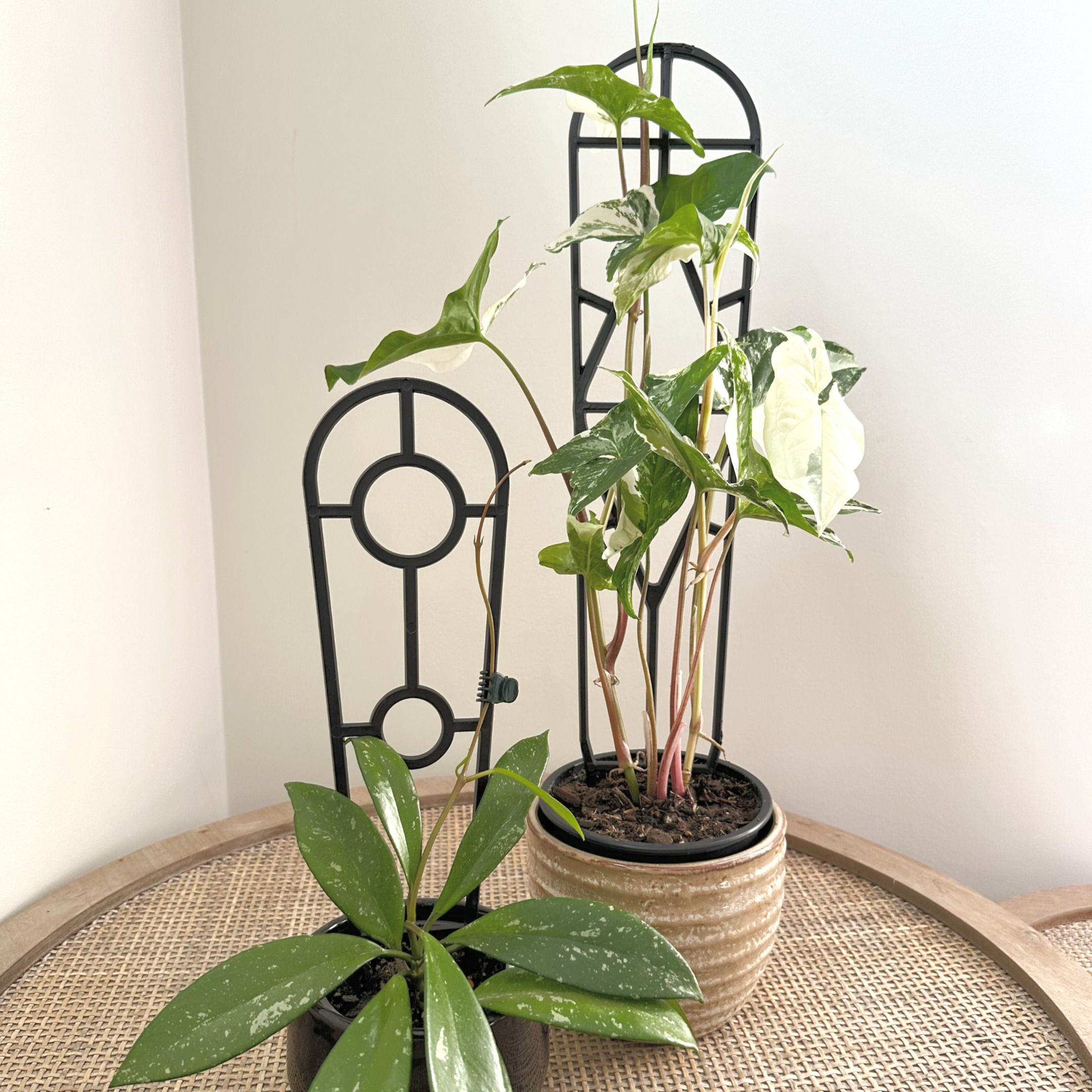 Plant Support Trellis - Black