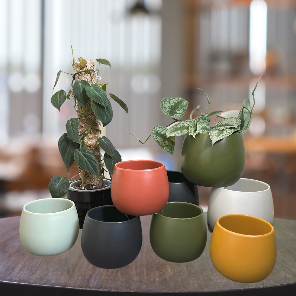Thumbnail: Lifestyle Ceramic Cover Pot 12cm - assorted