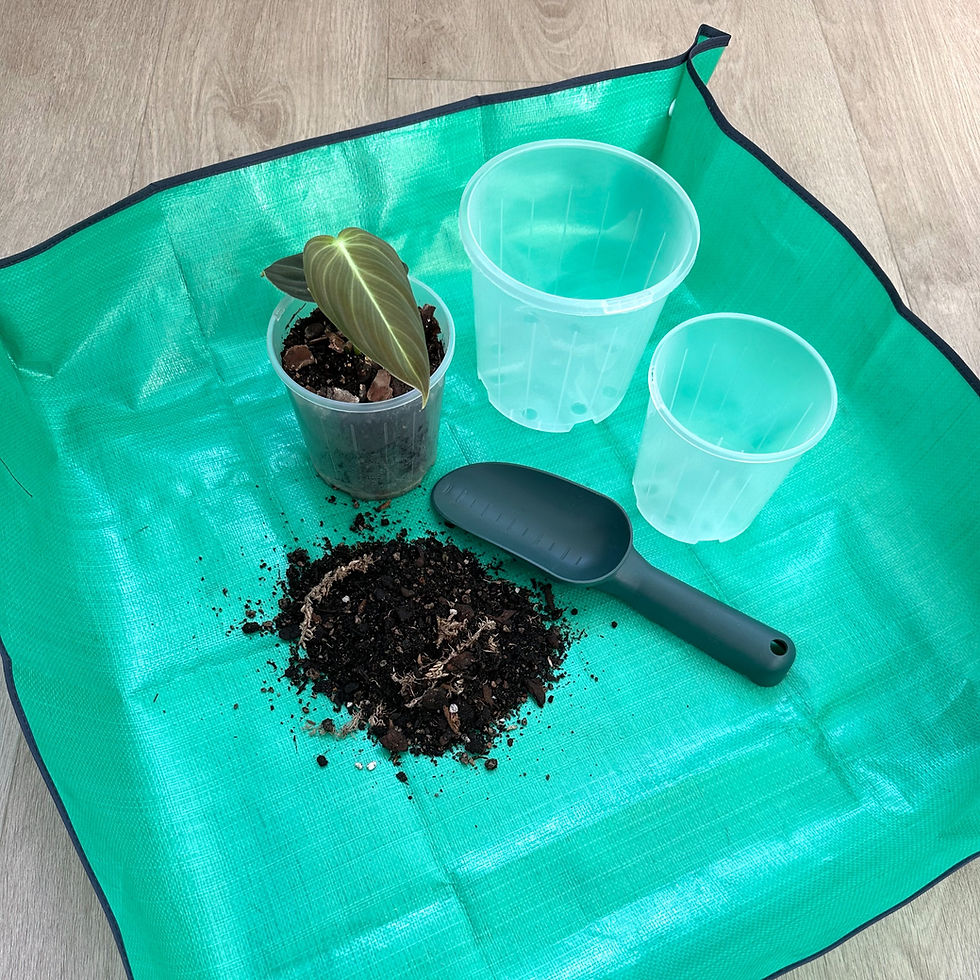 Thumbnail: Houseplant Potting Mat