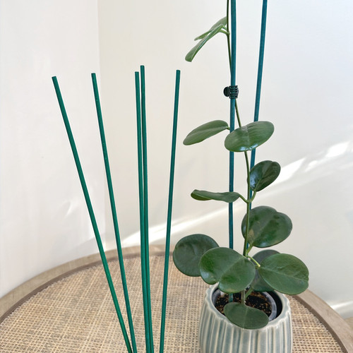 Bamboo Plant Stake The Foliage Studio