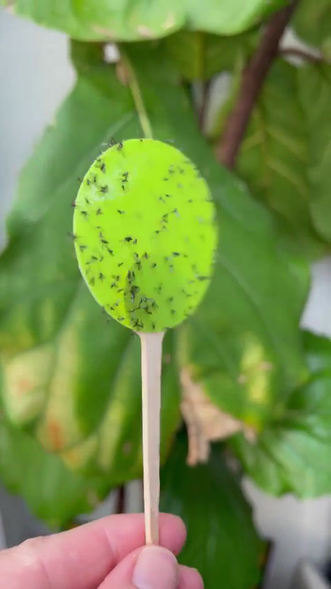 Thumbnail: uBloomd Green Insect Sticky Traps