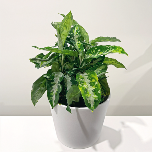 Weed】Aglaonema pictum Aglaonema Pictum Tricolour 12cm | The