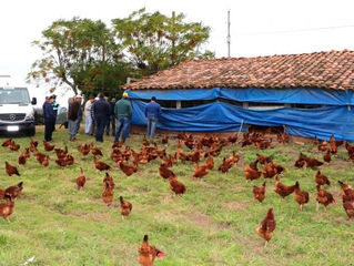 Agroindústria | Hulha Negra avança na produção de ovos coloniais