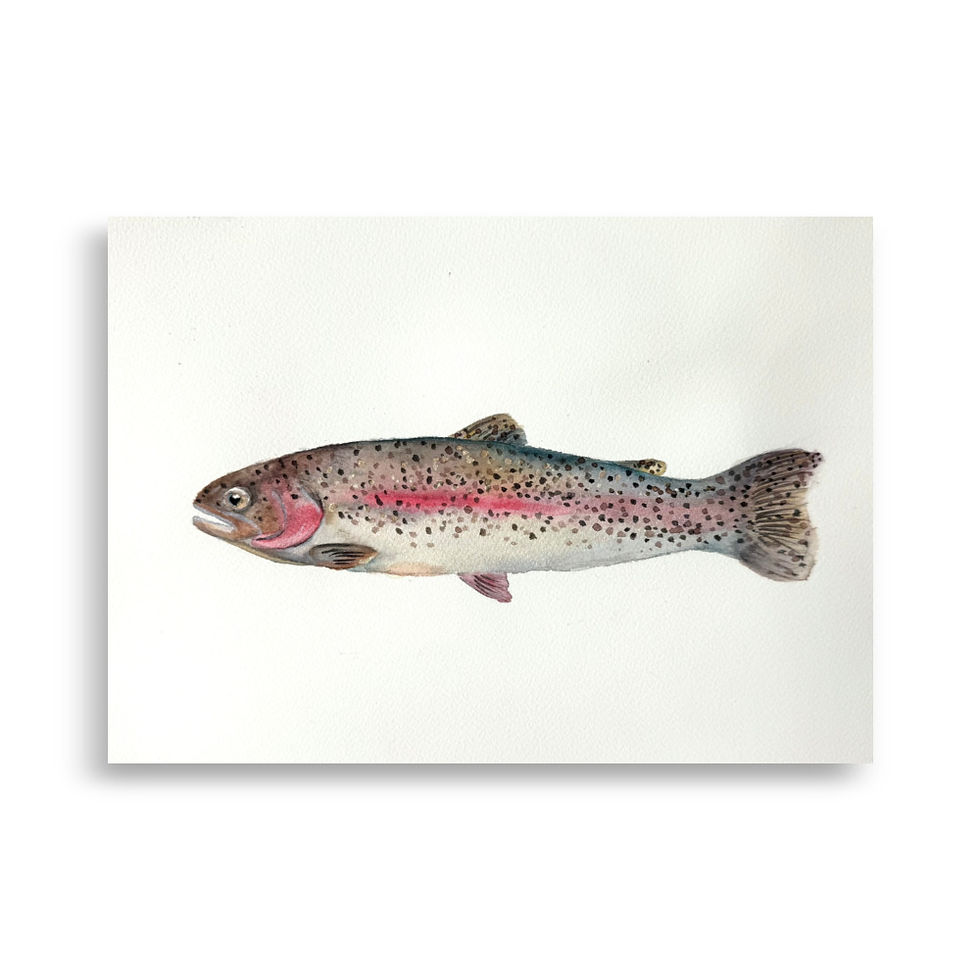 Thumbnail: Rainbow Trout