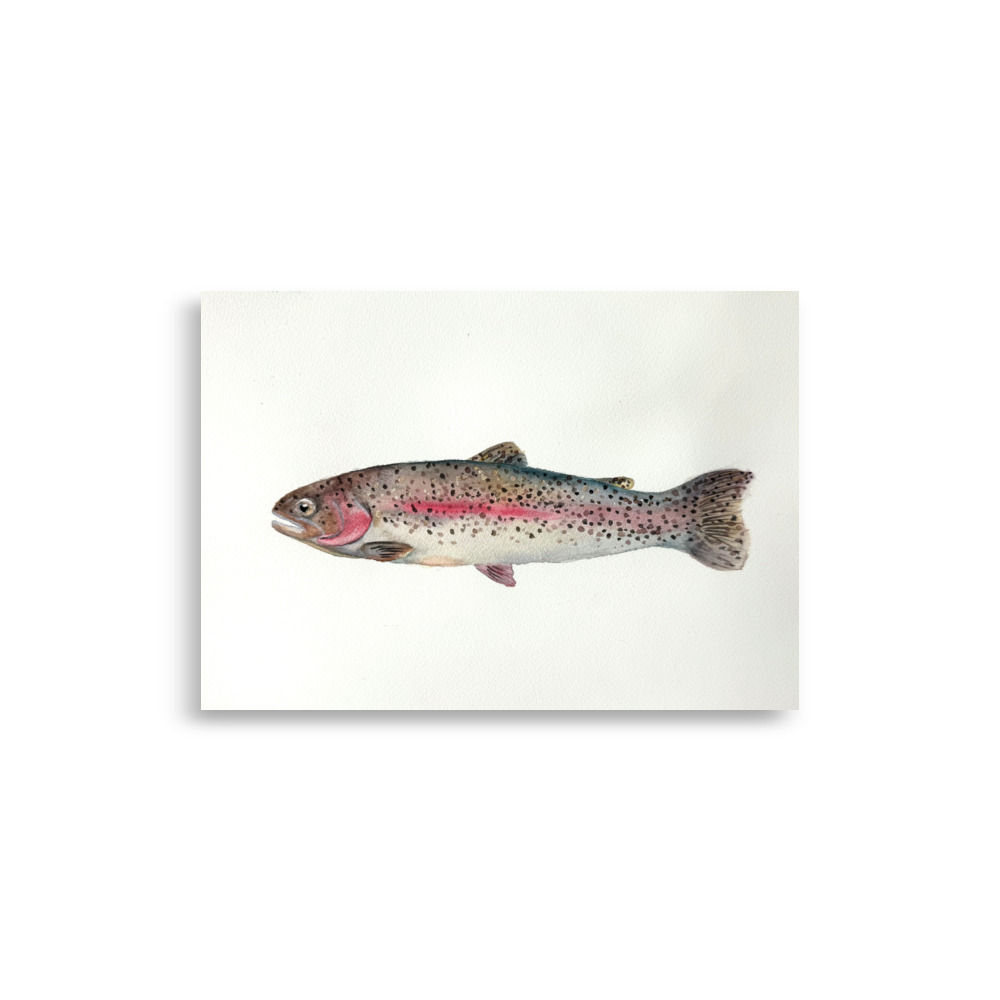 Rainbow Trout