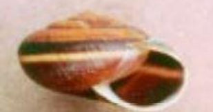 dalles_sideband_snail_t_burke_blm_guide_june_1999_capture.jpg