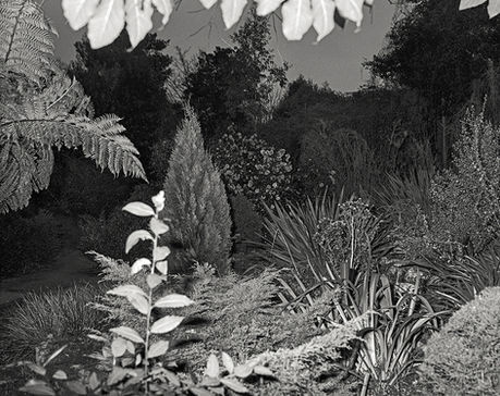 Trees at night