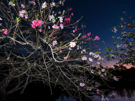 Trees at night