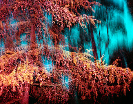 Trees at night
