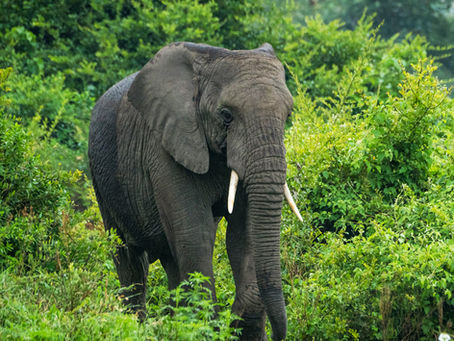 The Conservation of African Forest Elephants: A Fight Against Time