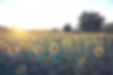 sunflowers-6007847_edited.jpg