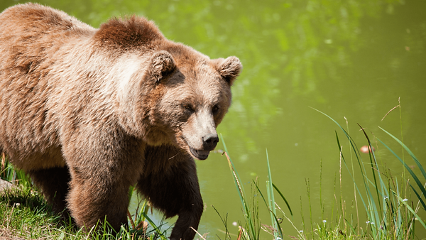 oso-pardo-1024x576.png