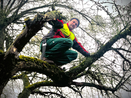 Rettung der alten Obstbäume am Rosenower Damm