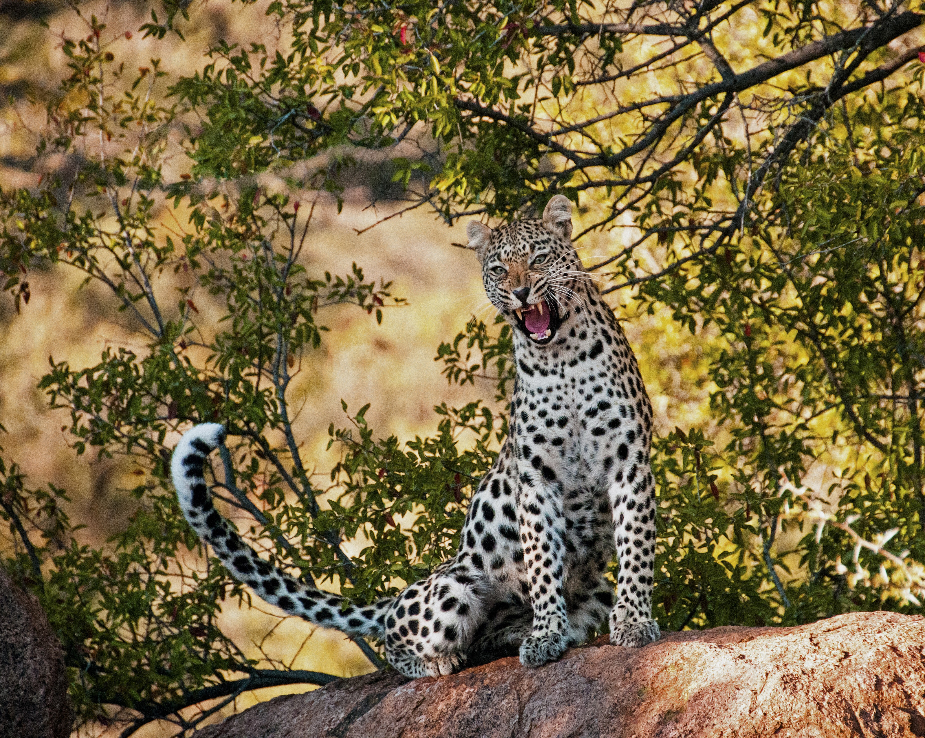 1054 Leopard
