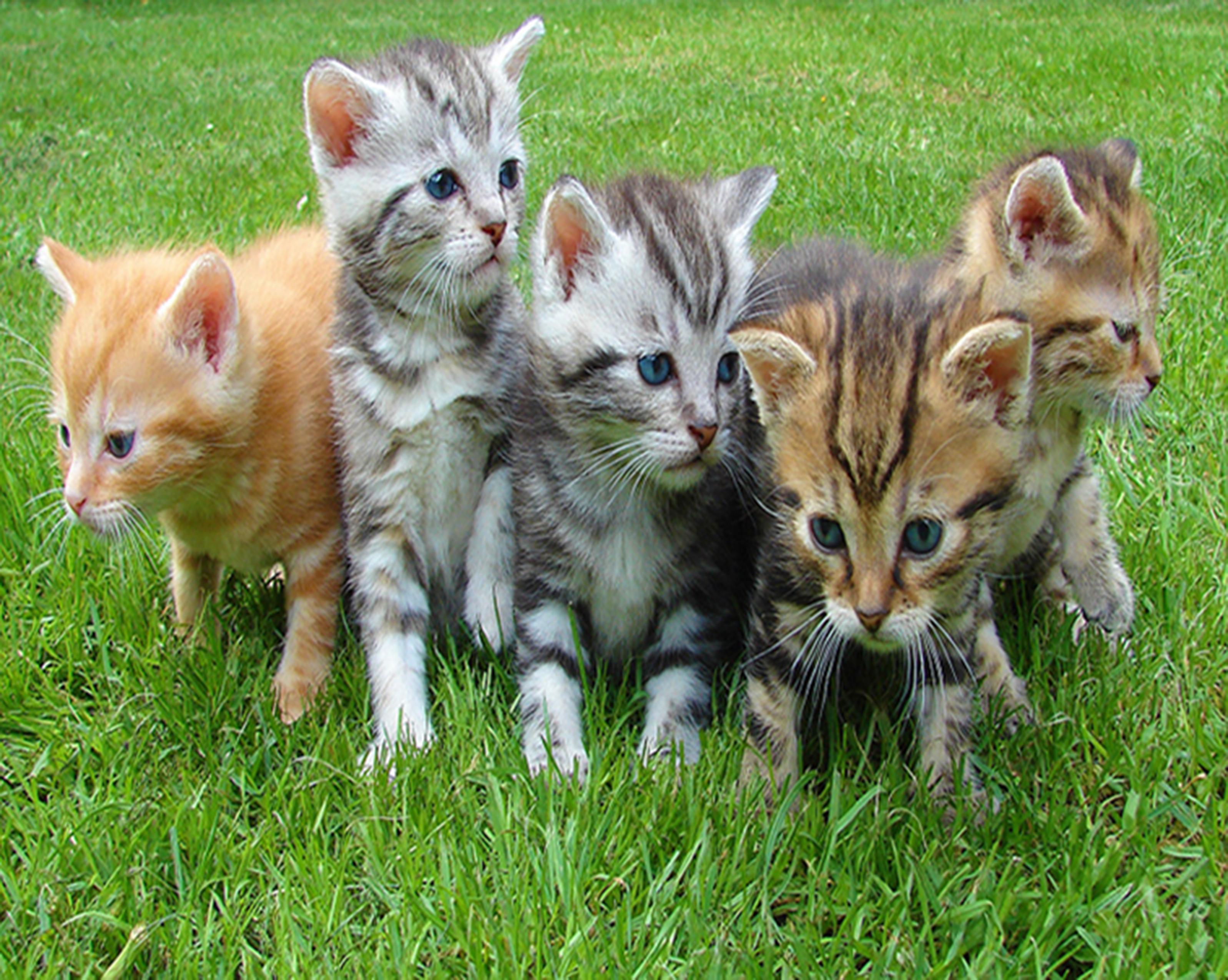 1002 Cute Kittens