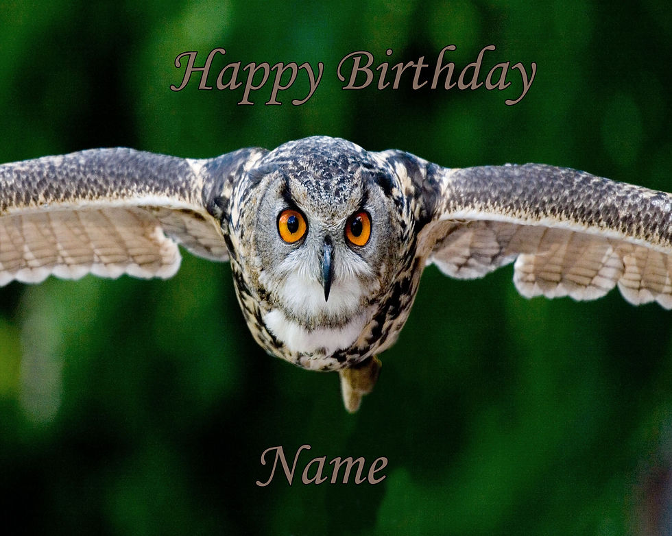 Thumbnail: 1103 Flying Owl