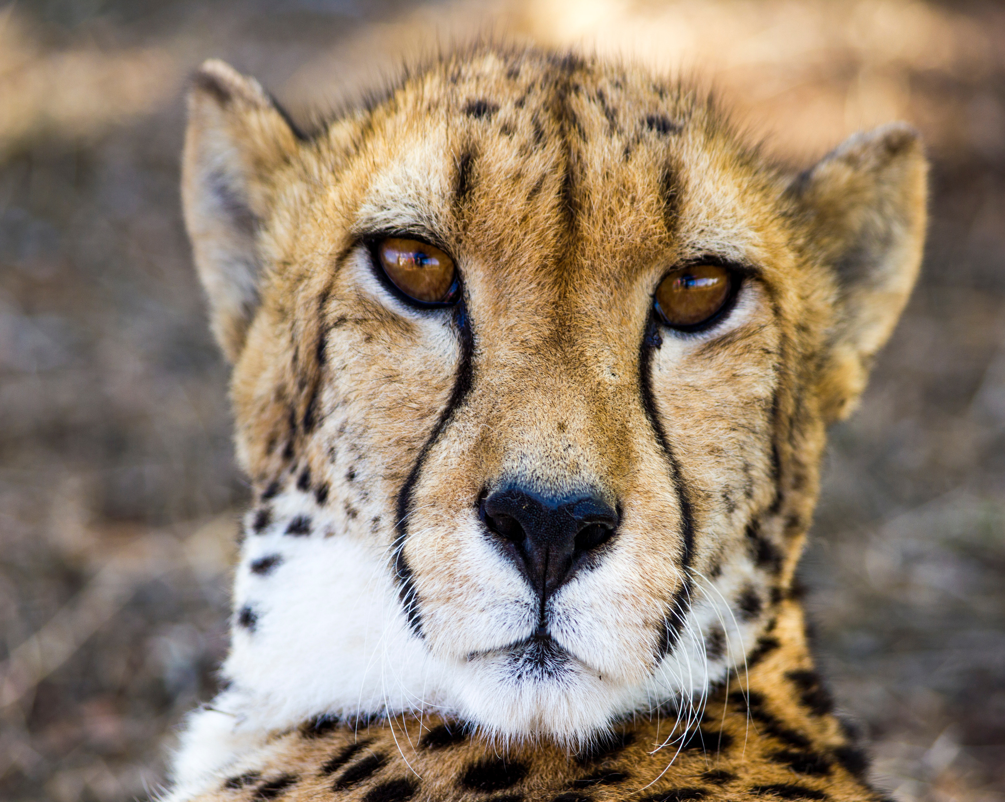 1004 Cheetah