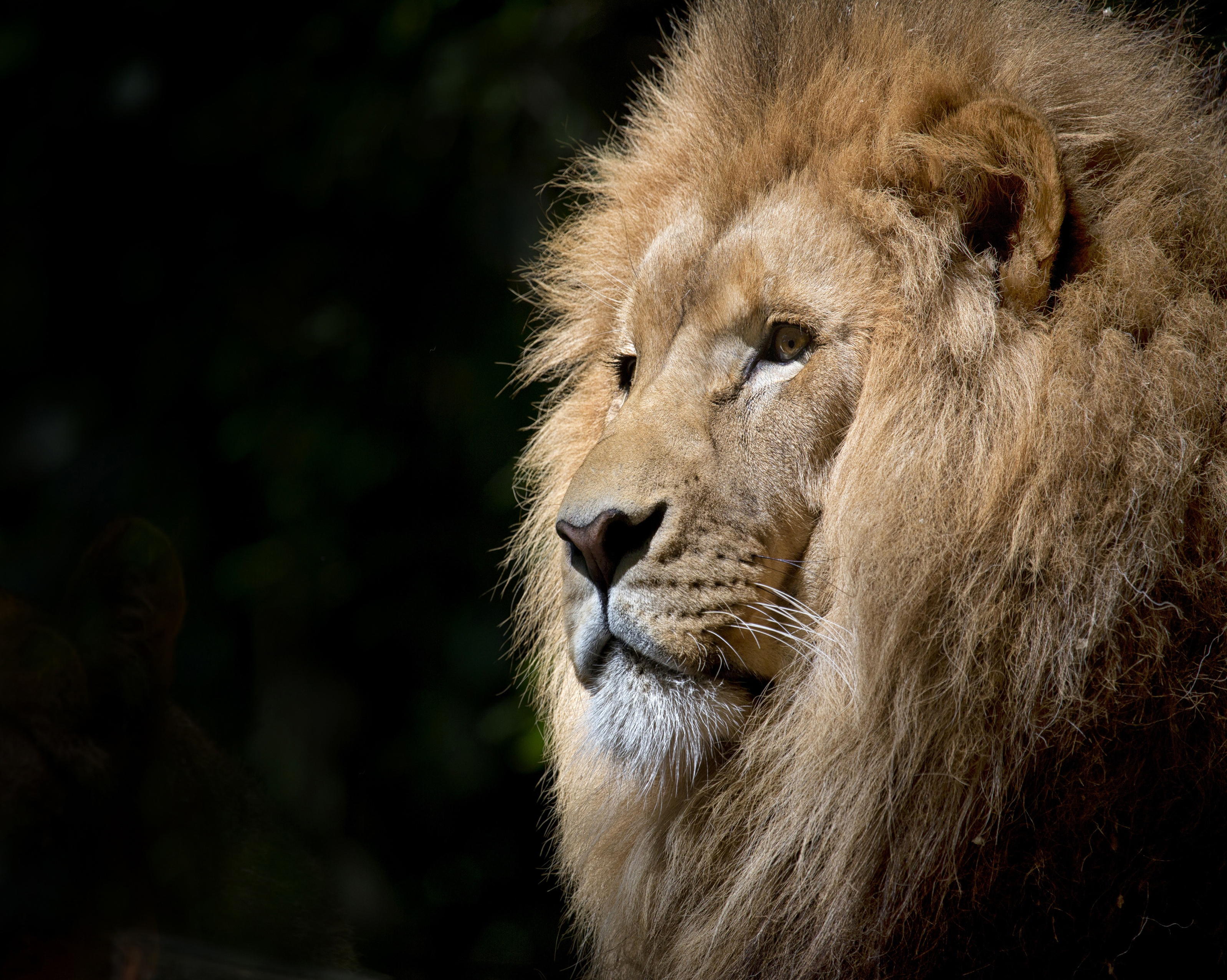 1071 Lion