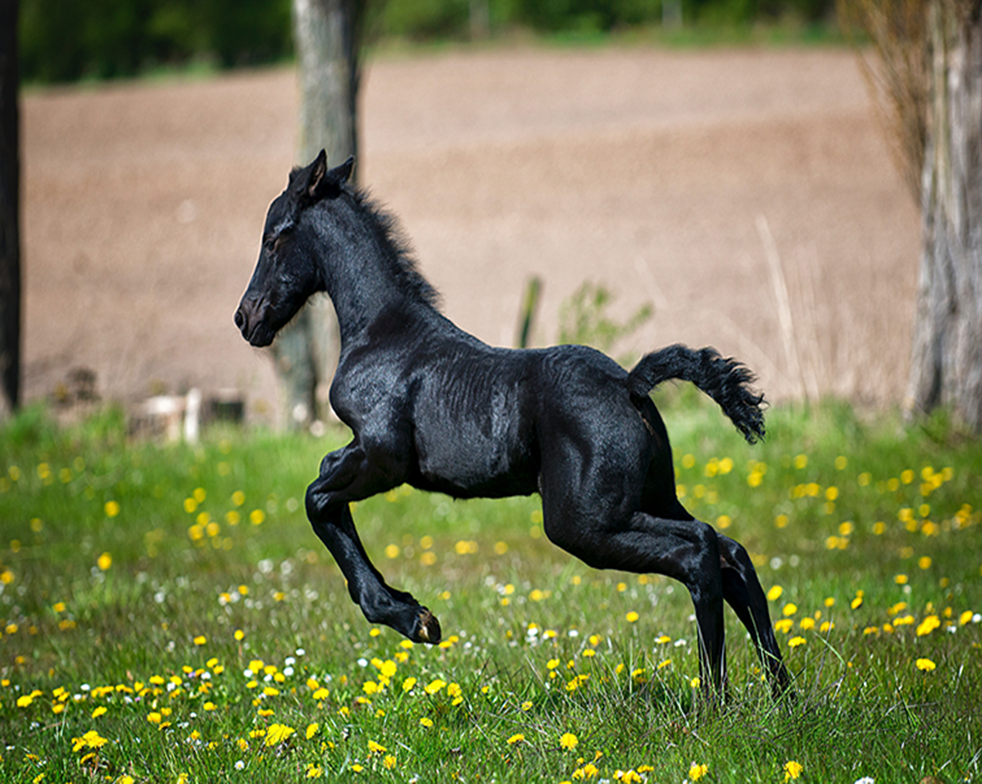 1023 Black Foal