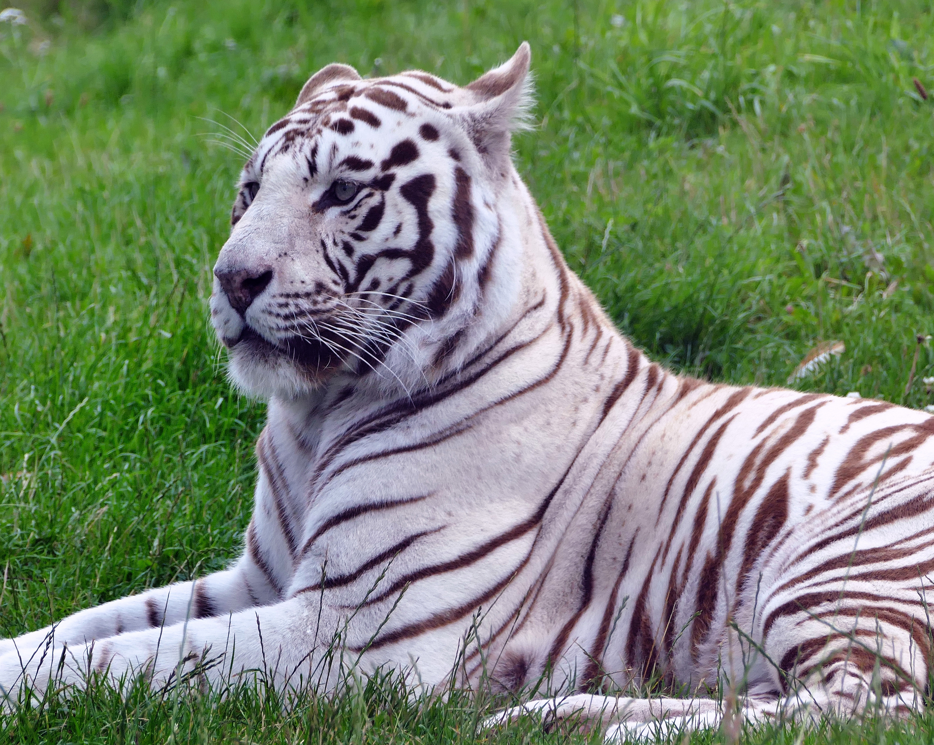 1029 Siberian Tiger