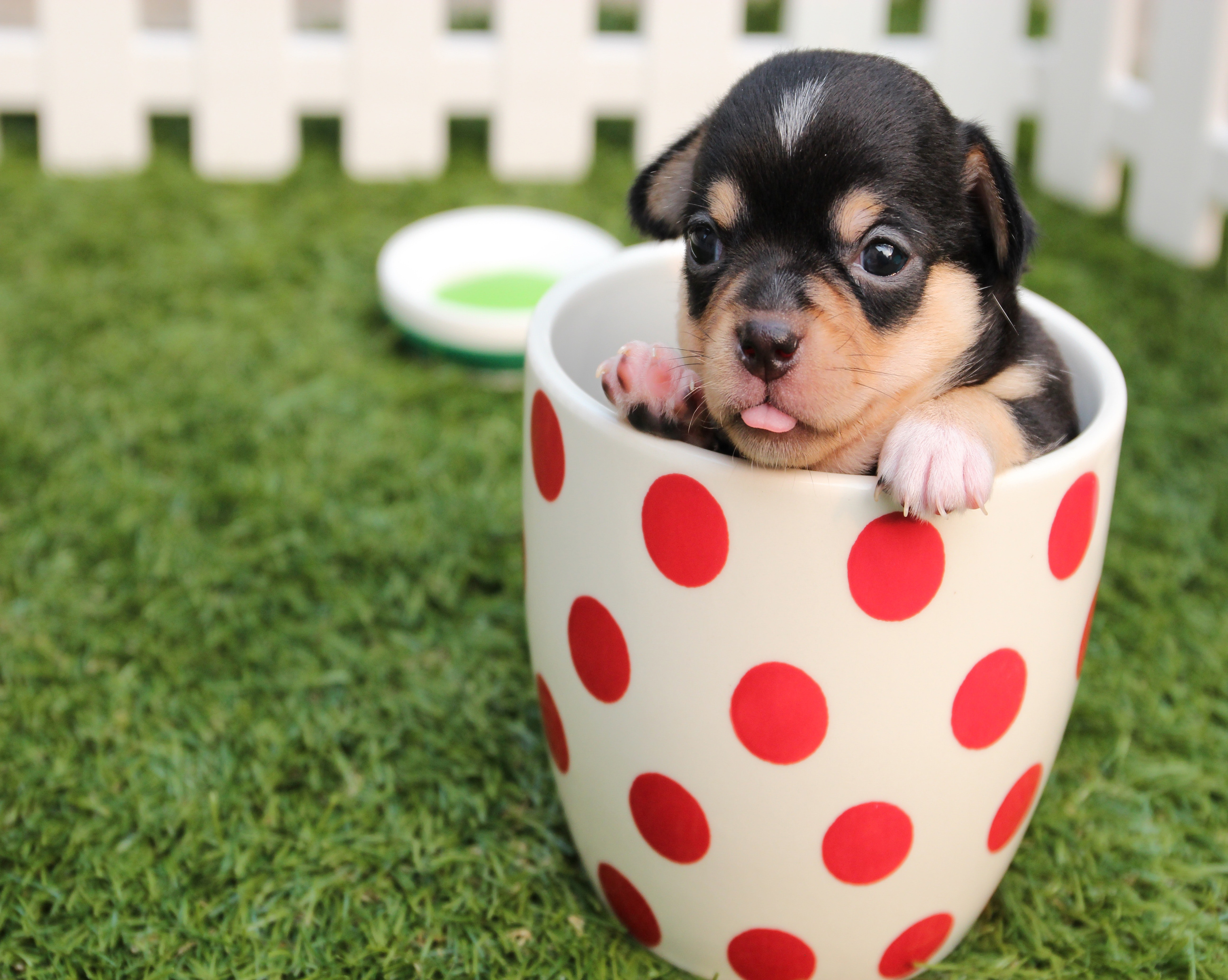 1058 Teacup Puppy