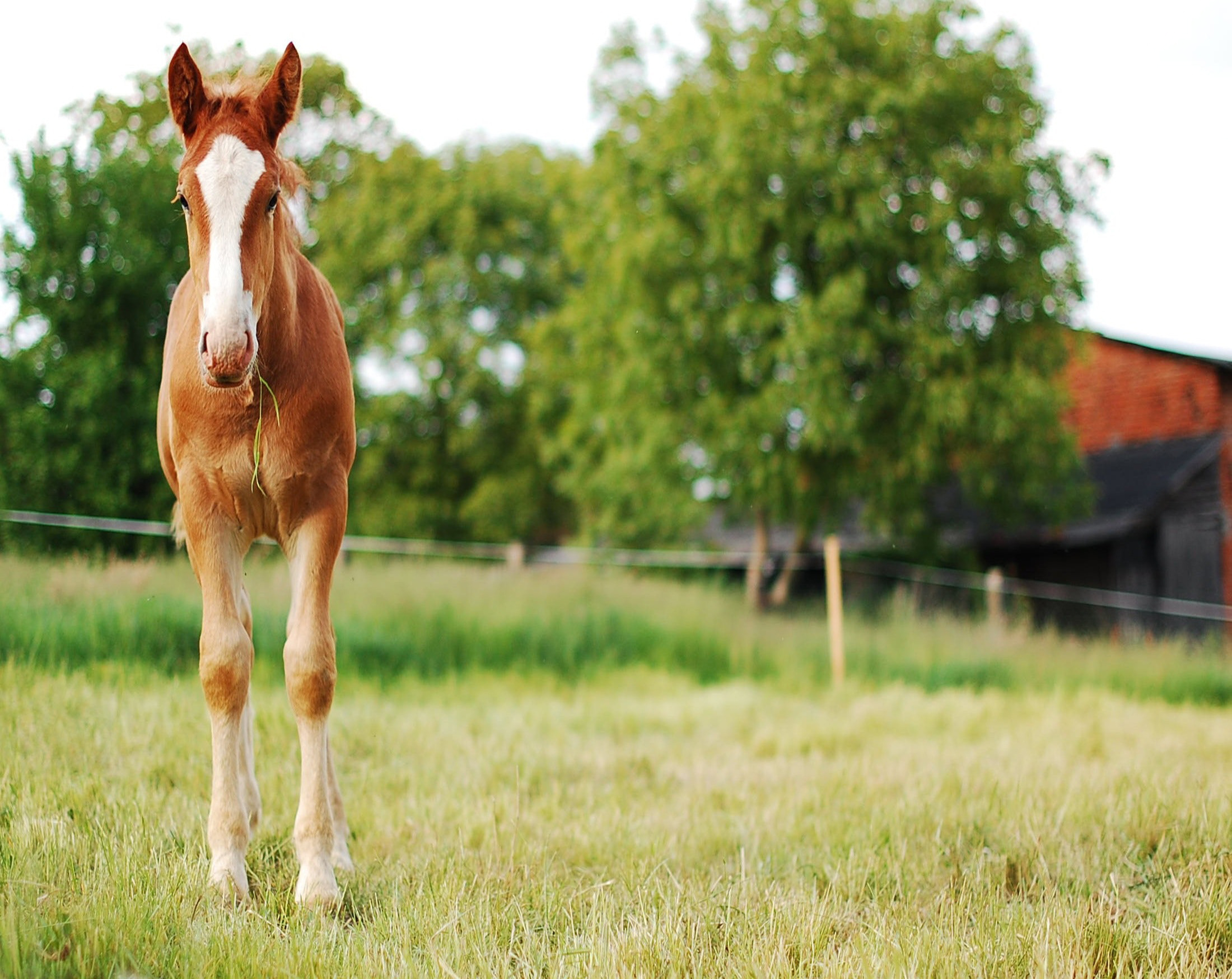 1089 Sorrel Foal