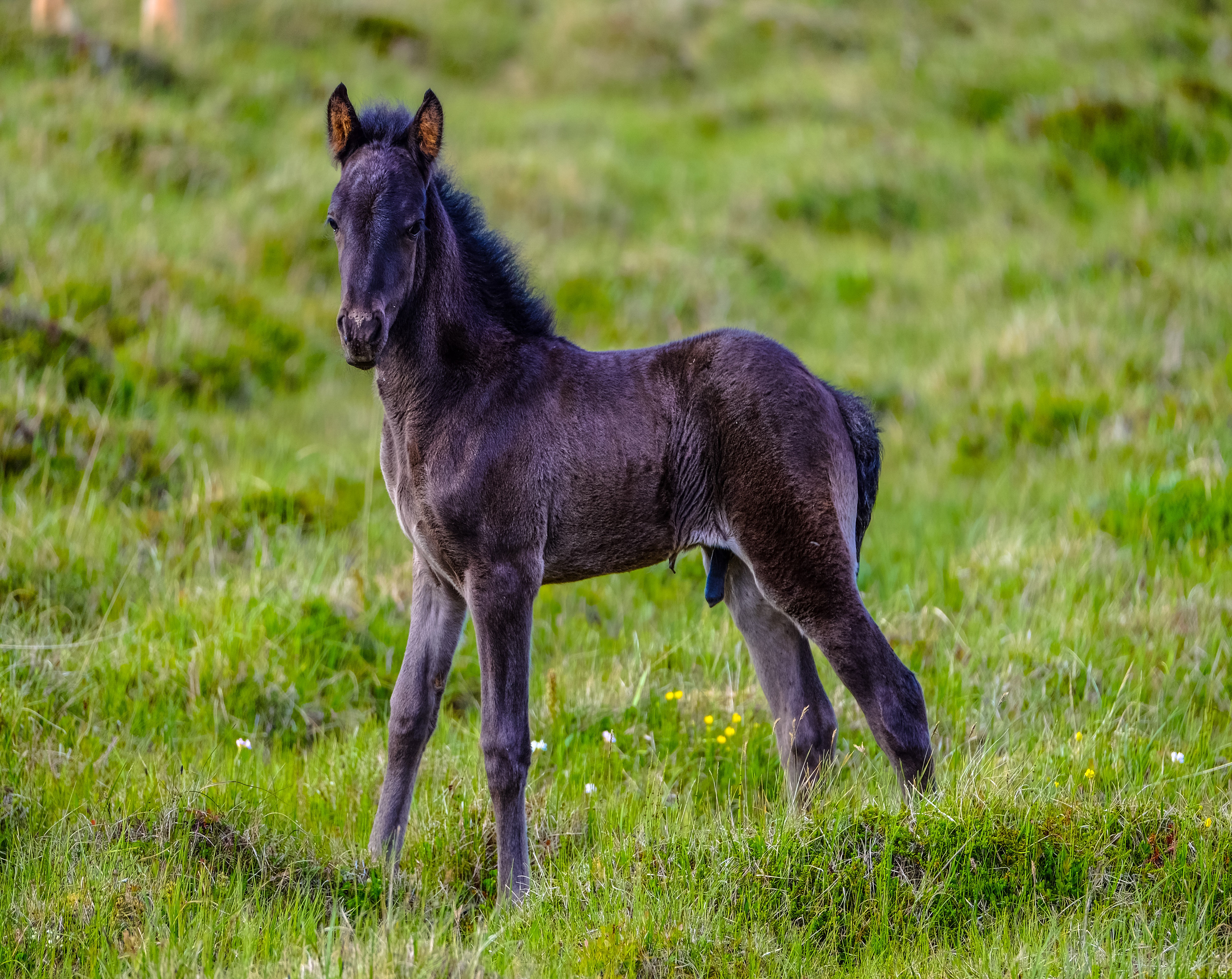 1091 Black Foal 2