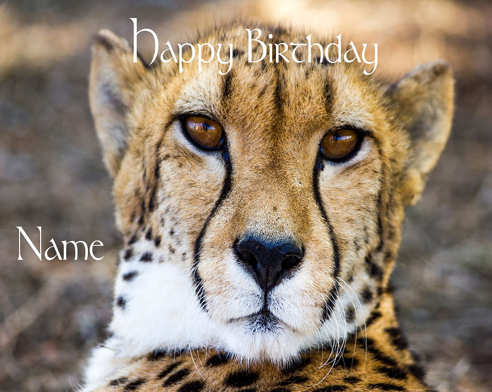 Thumbnail: 1004 Cheetah