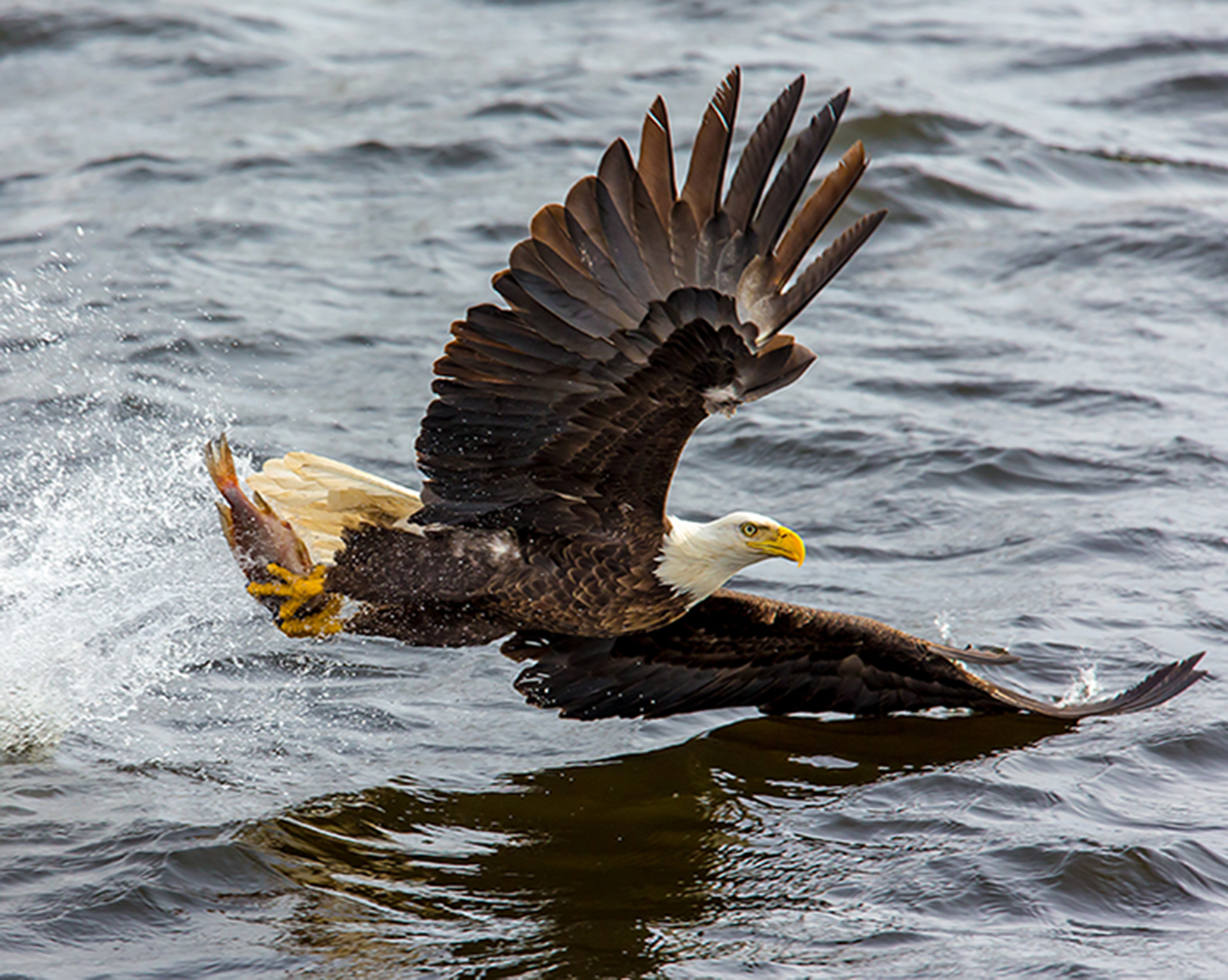 1003 Fishing Eagle