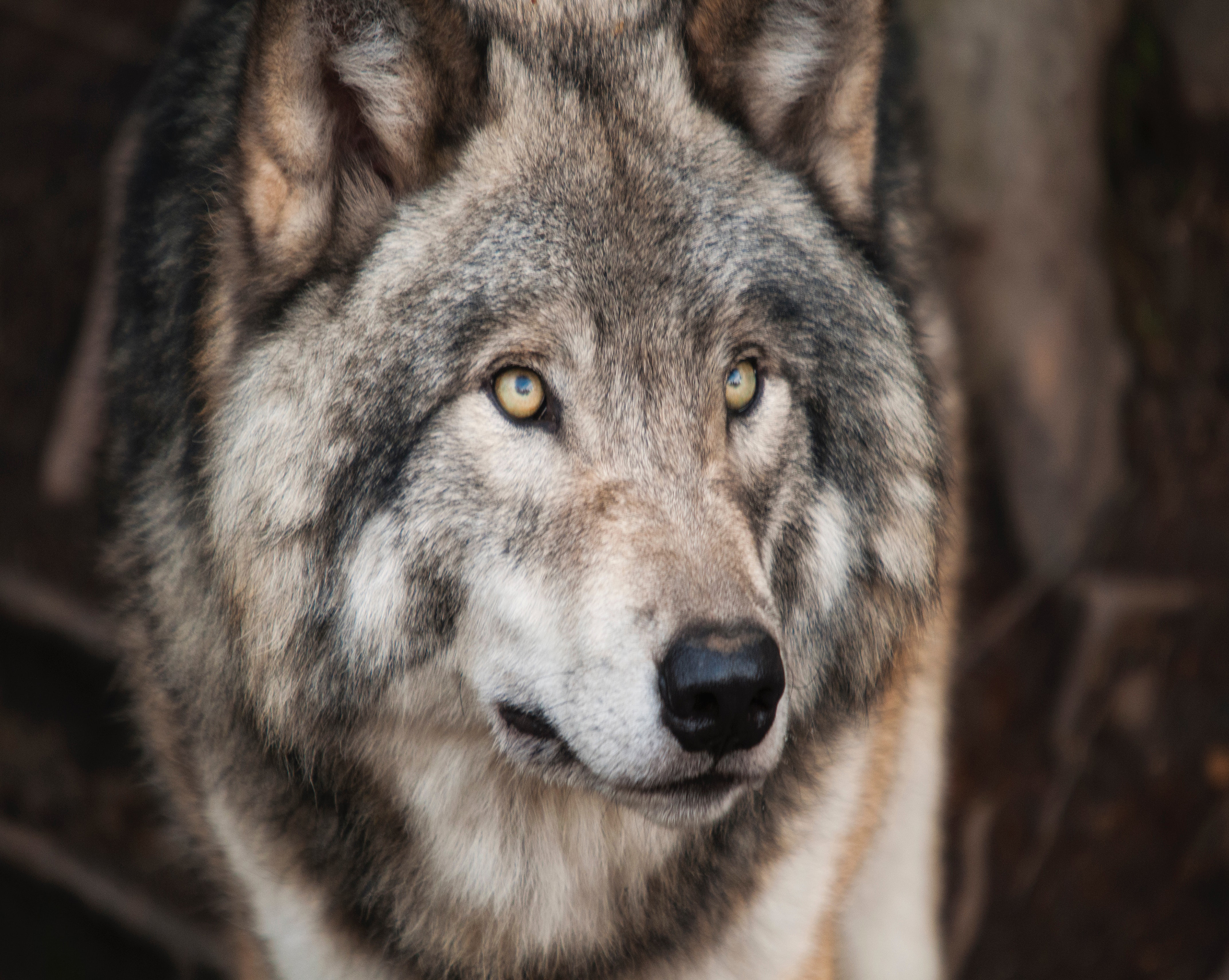 1028 Wolf