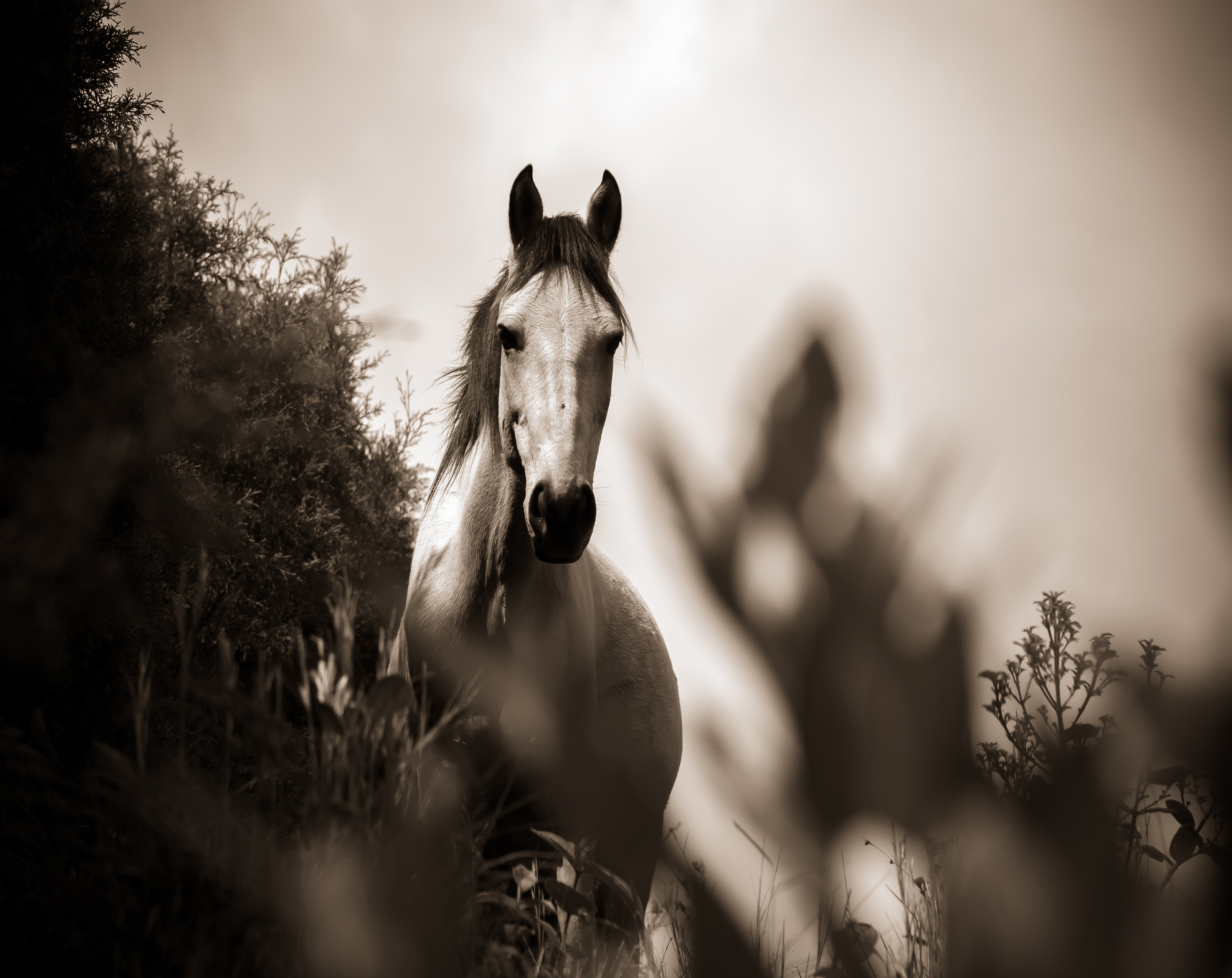 1090 Wild Horse