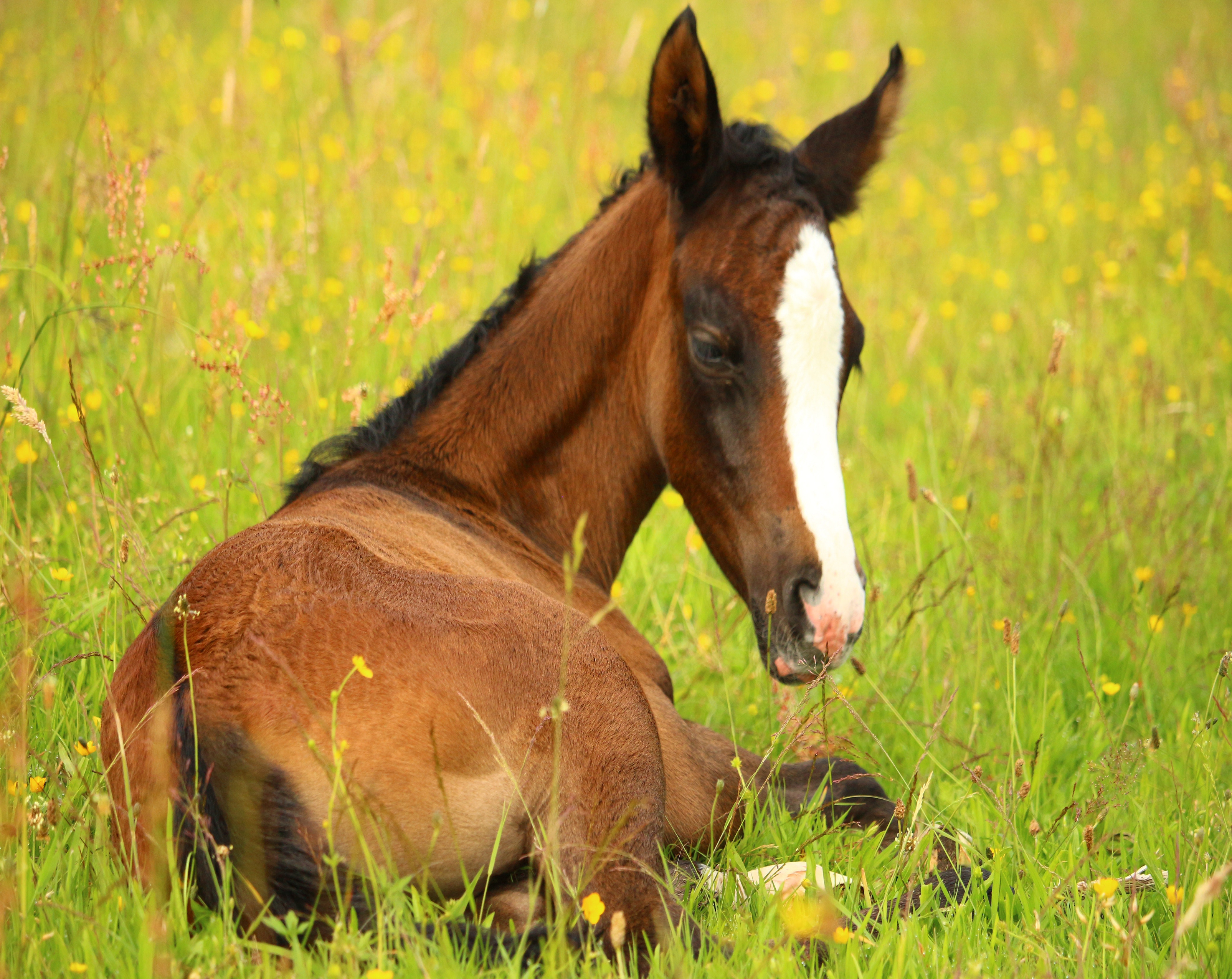 1088 Bay Foal