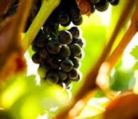 Grapes for wine