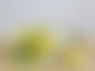 ミモザとチューリップのクラッチブーケ