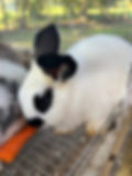 Thumbnail: Broken New Zealand / Lionhead Cross Bunny Rabbits