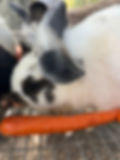 Thumbnail: Broken New Zealand / Lionhead Cross Bunny Rabbits
