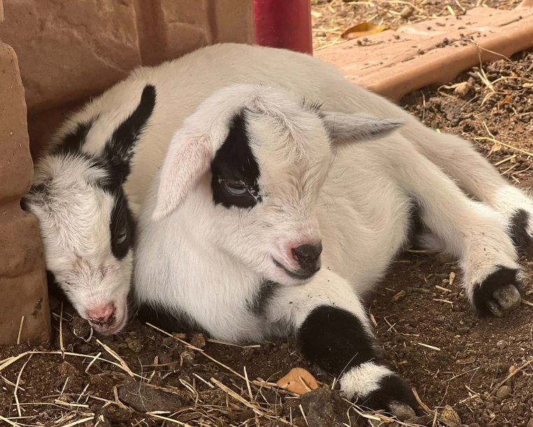Rose (left) & Sophia (right) - Doelings