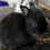 Thumbnail: Broken New Zealand / Lionhead CrossBunny Rabbits