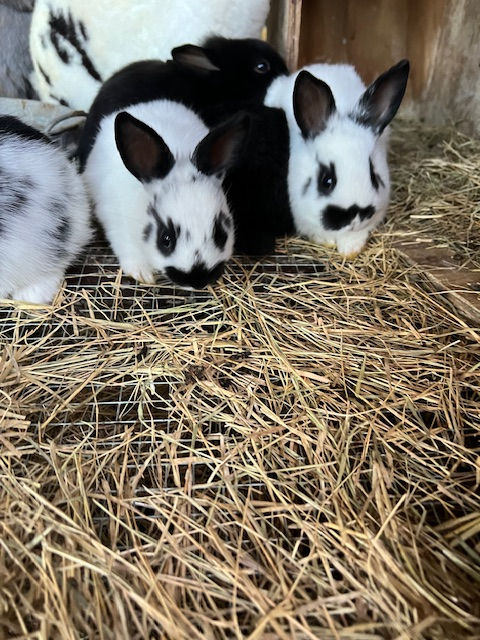 Thumbnail: Broken New Zealand / Lionhead Cross Bunny Rabbits