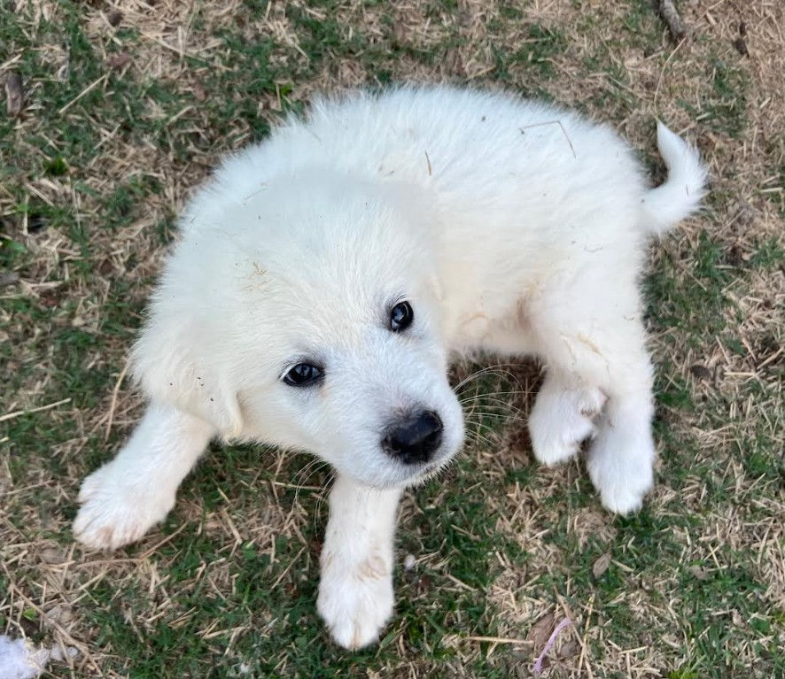 Thumbnail: Great Pyrenees Puppies – Females Available