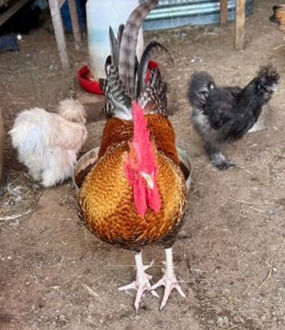 Thumbnail: Purebred & Barnyard Mix at Hartland Oaks!