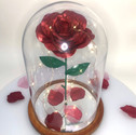 A full view of the domed beauty and the beast rose