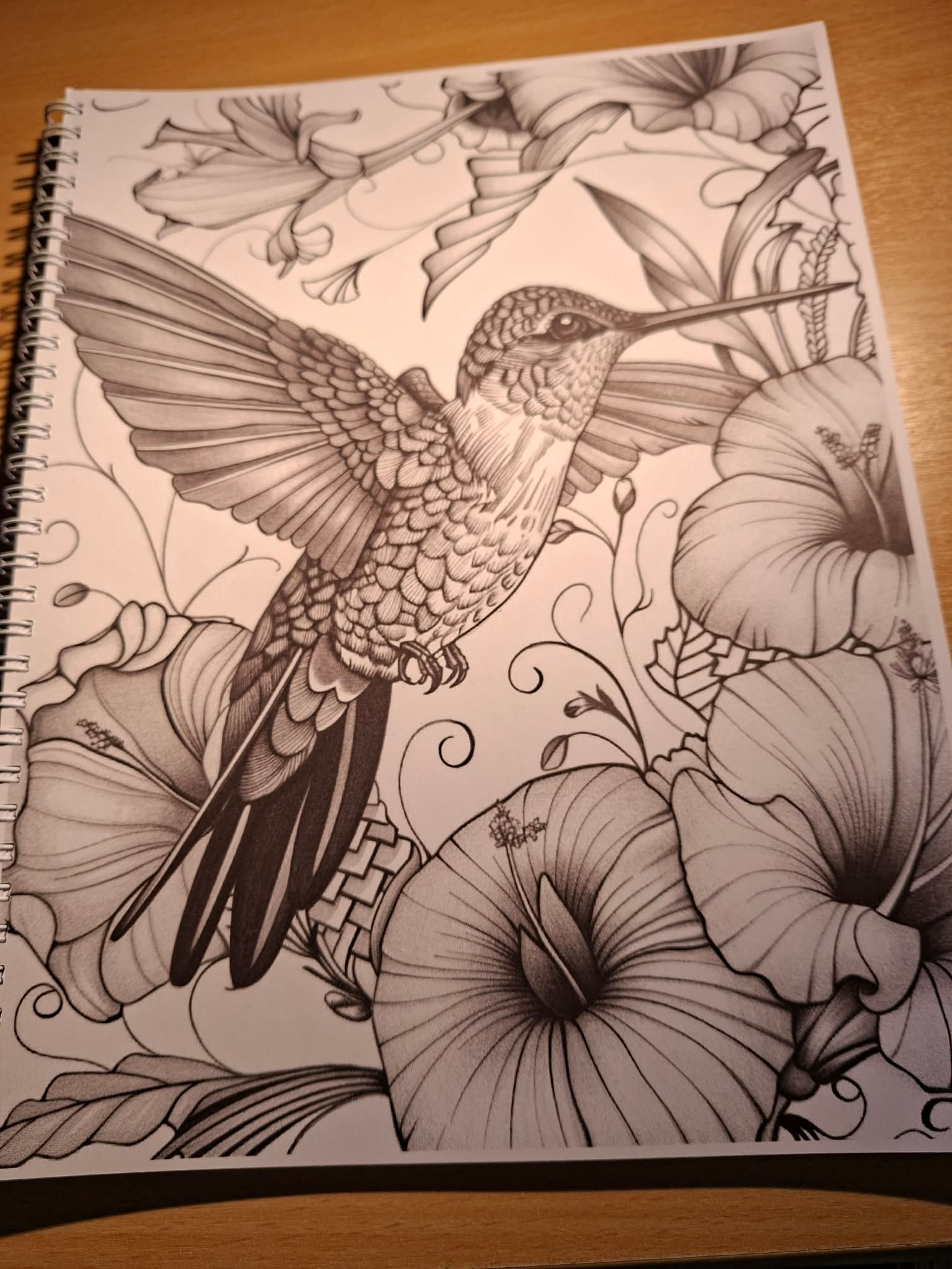 kolibri