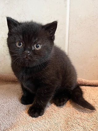 BSH kitten available from one of our members